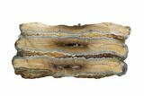 Mammoth Molar Slice With Case - South Carolina #95286-3